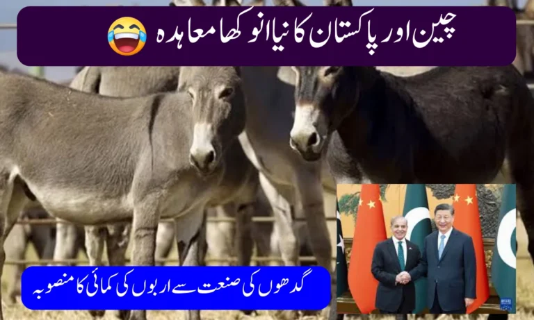 China-Pakistan Donkey Industry Push Promises Billions in Rural Development